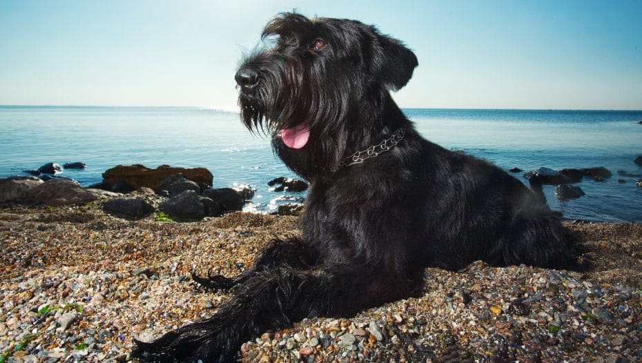 Huge schnauzer best sale
